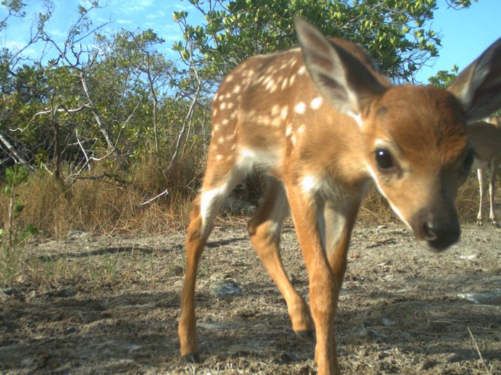 National Key Deer Refuge