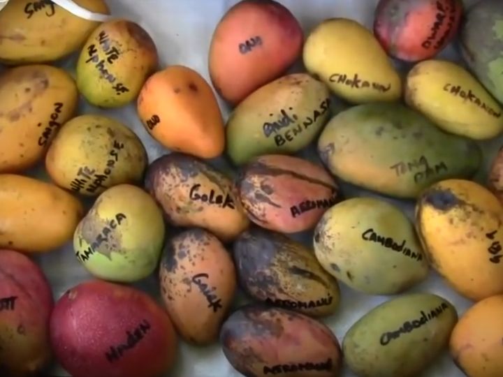 Mango Festival at Fairchild Tropical Botanic Garden