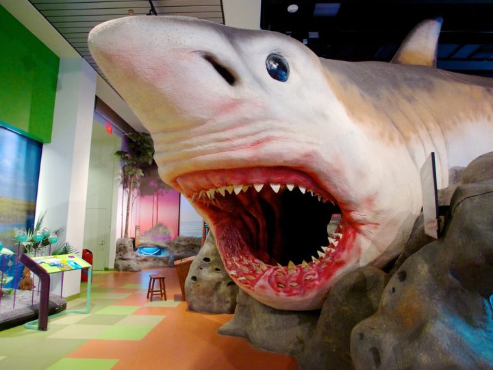 Ocean Weekends at the Museum of Discovery and Science