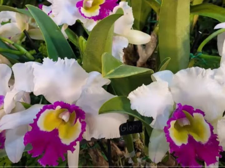 Redland International Orchid Festival