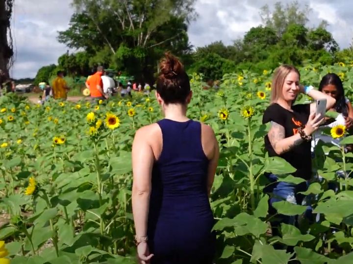 Harvest in Miami (Craft Show)