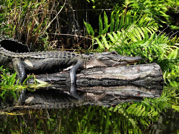 Blackwater Wildlife Management Area