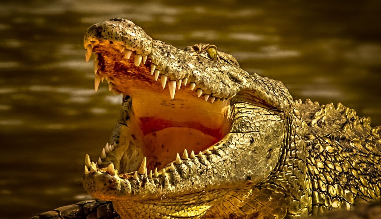 Where to See Alligators in Florida: Top Spots for Viewing