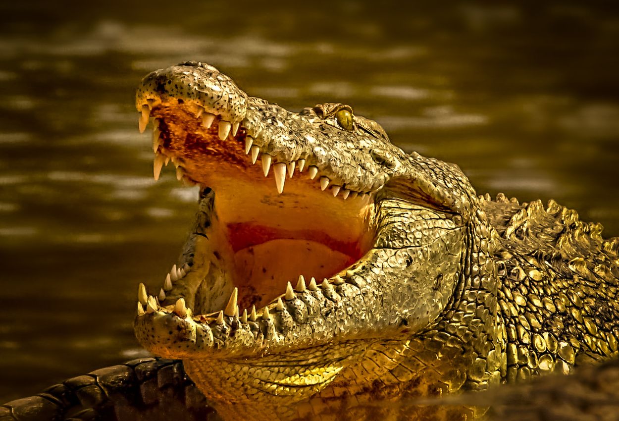 Where to See Alligators in Florida Top Spots for Viewing